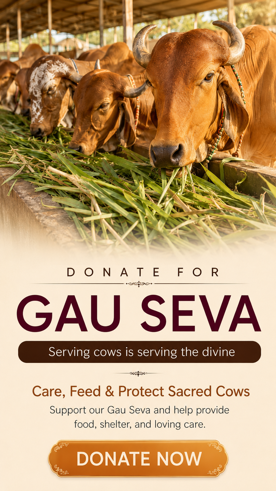 Nourishing the gentle cows